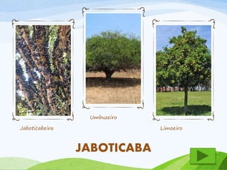 Jaboticabeira 
Umbuzeiro 
Limoeiro 
JABOTICABA 
 