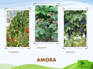Tomateiro 
Amoreira 
Parreira 
AMORA 
 