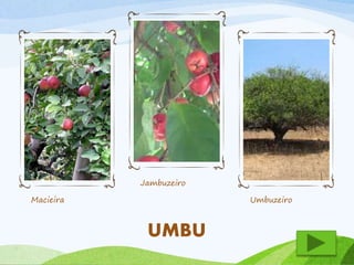 Macieira 
Jambuzeiro 
Umbuzeiro 
UMBU 
 