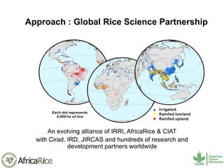 History and Current Organizational Structure of AfricaRice