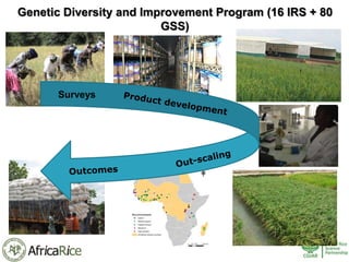 History and Current Organizational Structure of AfricaRice