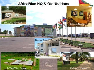 History and Current Organizational Structure of AfricaRice