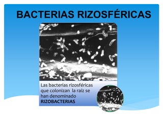 Las bacterias rizosféricas
que colonizan la raíz se
han denominado
RIZOBACTERIAS
BACTERIAS RIZOSFÉRICAS
 