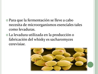  Para que la fermentación se lleve a cabo
necesita de microorganismos esenciales tales
como levaduras.
 La levadura utilizada en la producción o
fabricación del whisky es sacharomyces
cerevisiae.
 