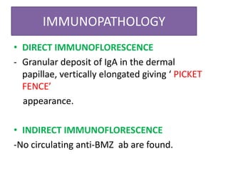 IMMUNOPATHOLOGY
• DIRECT IMMUNOFLORESCENCE
- Granular deposit of IgA in the dermal
papillae, vertically elongated giving ‘ PICKET
FENCE’
appearance.
• INDIRECT IMMUNOFLORESCENCE
-No circulating anti-BMZ ab are found.
 