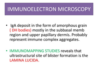 IMMUNOELECTRON MICROSCOPY
• IgA deposit in the form of amorphous grain
( DH bodies) mostly in the subbasal memb
region and upper papillary dermis. Probably
represent immune complex aggregates.
• IMMUNOMAPPING STUDIES reveals that
ultrastructural site of blister formation is the
LAMINA LUCIDA.
 