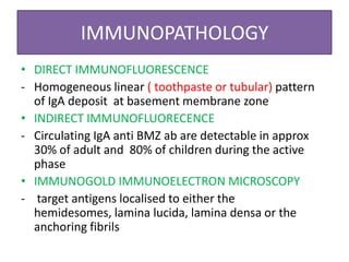 IMMUNOPATHOLOGY
• DIRECT IMMUNOFLUORESCENCE
- Homogeneous linear ( toothpaste or tubular) pattern
of IgA deposit at basement membrane zone
• INDIRECT IMMUNOFLUORECENCE
- Circulating IgA anti BMZ ab are detectable in approx
30% of adult and 80% of children during the active
phase
• IMMUNOGOLD IMMUNOELECTRON MICROSCOPY
- target antigens localised to either the
hemidesomes, lamina lucida, lamina densa or the
anchoring fibrils
 