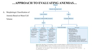 DH2 Unit 02 Anaemias Red Blood Cell Morphology and Approach to ...