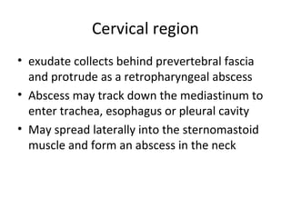 Cervical region
• exudate collects behind prevertebral fascia
and protrude as a retropharyngeal abscess
• Abscess may track down the mediastinum to
enter trachea, esophagus or pleural cavity
• May spread laterally into the sternomastoid
muscle and form an abscess in the neck
 
