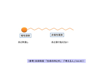 極性頭部 非極性尾部
水と仲良し 水と溶けあえない
（参考）永田和宏 「生命の内と外」 （「考える人」（Vol.45））
 