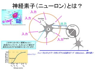 神経素子（ニューロン）とは？
入力
入力
入力
出力
入力
この中にはイオン（電解,Na+,K+）
溶液が入っていて、入力によって電圧が
高まると出力する仕組みになっています。
100mVぐらい
ニューラルネットワーク内シグナル伝達スピード 100(m/sec) … 案外遅い
http://www.brain.riken.go.jp/jp/aware/neurons.html
 