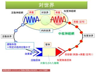 対世界
効果器 受容器（刺激→興奮（記号））
客体
活動神経網
知覚神経網
前野佳彦訳・ユクスキュル「動物の環境と内的世界」 （みすず書房）
知覚世界活動世界
知覚微表担体
対象化された機構
活動担体
内的世界
興奮（記号）
興奮興奮
運動形態
＝特定の筋肉を動かす
中枢神経網
対世界
 