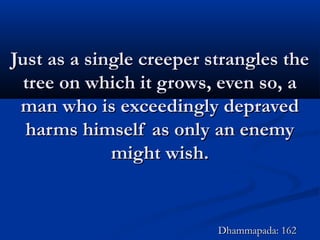 Just as a single creeper strangles theJust as a single creeper strangles the
tree on which it grows, even so, atree on which it grows, even so, a
man who is exceedingly depravedman who is exceedingly depraved
harms himself as only an enemyharms himself as only an enemy
might wish.might wish.
Dhammapada: 162Dhammapada: 162
 