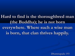 Hard to find is the thoroughbred manHard to find is the thoroughbred man
(the Buddha); he is not born(the Buddha); he is not born
everywhere. Where such a wise maneverywhere. Where such a wise man
is born, that clan thrives happily.is born, that clan thrives happily.
Dhammapada: 193Dhammapada: 193
 