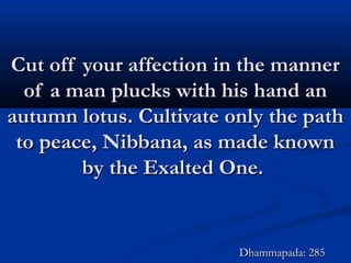 Cut off your affection in the mannerCut off your affection in the manner
of a man plucks with his hand anof a man plucks with his hand an
autumn lotus. Cultivate only the pathautumn lotus. Cultivate only the path
to peace, Nibbana, as made knownto peace, Nibbana, as made known
by the Exalted One.by the Exalted One.
Dhammapada: 285Dhammapada: 285
 