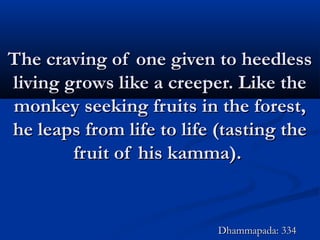 The craving of one given to heedlessThe craving of one given to heedless
living grows like a creeper. Like theliving grows like a creeper. Like the
monkey seeking fruits in the forest,monkey seeking fruits in the forest,
he leaps from life to life (tasting thehe leaps from life to life (tasting the
fruit of his kamma).fruit of his kamma).
Dhammapada: 334Dhammapada: 334
 