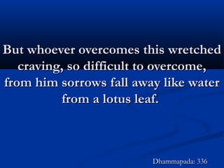But whoever overcomes this wretchedBut whoever overcomes this wretched
craving, so difficult to overcome,craving, so difficult to overcome,
from him sorrows fall away like waterfrom him sorrows fall away like water
from a lotus leaf.from a lotus leaf.
Dhammapada: 336Dhammapada: 336
 