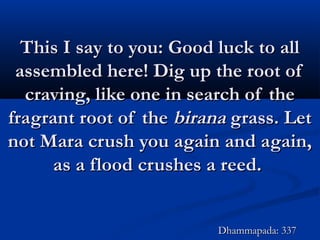 This I say to you: Good luck to allThis I say to you: Good luck to all
assembled here! Dig up the root ofassembled here! Dig up the root of
craving, like one in search of thecraving, like one in search of the
fragrant root of thefragrant root of the biranabirana grass. Letgrass. Let
not Mara crush you again and again,not Mara crush you again and again,
as a flood crushes a reed.as a flood crushes a reed.
Dhammapada: 337Dhammapada: 337
 