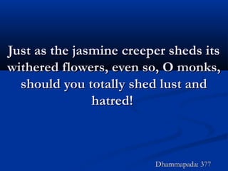 Just as the jasmine creeper sheds itsJust as the jasmine creeper sheds its
withered flowers, even so, O monks,withered flowers, even so, O monks,
should you totally shed lust andshould you totally shed lust and
hatred!hatred!
Dhammapada: 377Dhammapada: 377
 