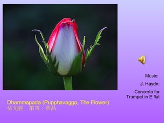 Dhammapada (Pupphavaggo, The Flower)  法句經  第四：華品 Music:  J. Haydn: Concerto for Trumpet in E flat 