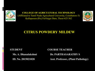 CITRUS POWDERY MILDEW
STUDENT
Ms. A. Dhanalakshmi
ID. No. 2015021028
COURSE TEACHER
Dr. PARTHASARATHY S
Asst. Professor., (Plant Pathology)
COLLEGE OF AGRICULTURAL TECHNOLOGY
(Affiliated to Tamil Nadu Agricultural University, Coimbatore-3)
Kullapuram (Po),ViaVaigai Dam, Theni-625 562
 