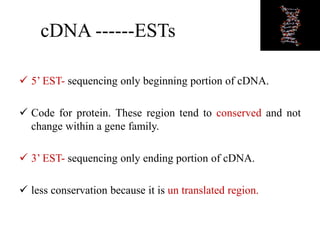 cDNA ------ESTs
 5’ EST- sequencing only beginning portion of cDNA.
 Code for protein. These region tend to conserved and not
change within a gene family.
 3’ EST- sequencing only ending portion of cDNA.
 less conservation because it is un translated region.
 