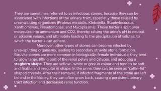 They are sometimes referred to as infectious stones, because they can be
associated with infections of the urinary tract, especially those caused by
urea-splitting organisms (Proteus mirabilis, Klebsiella, Staphylococcus,
Xanthomonas, Pseudomonas, and Mycoplasma). These bacteria split urea
molecules into ammonium and CO2, thereby raising the urine’s pH to neutral
or alkaline values, and ultimately leading to the precipitation of solutes, to
which the bacteria can adhere. .
Moreover, other types of stones can become infected by
urea-splitting organisms, leading to secondary struvite stone formation.
Struvite stones are more common in biologically-female individuals; they tend
to grow large, ﬁlling part of the renal pelvis and calyces, and adopting a
staghorn shape. They are yellow- white or grey in colour and tend to be soft
and friable and irregular in shape. In the urine, they can be seen as “cofﬁn-lid”
shaped crystals. After their removal, if infected fragments of the stone are left
behind in the kidney, they can often grow back, causing a persistent urinary
tract infection and decreased renal function.
 