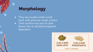Morphology
● They are usually small, ovoid,
hard, with granular rough surface.
● Their surface may turn to dark
brown due to old blood pigment
deposition.
 