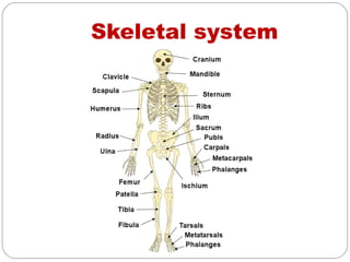 Skeletal system
 