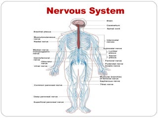 Nervous System
 