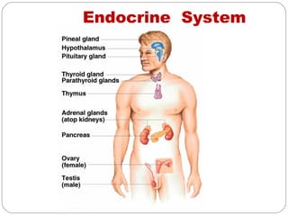 Endocrine System
 