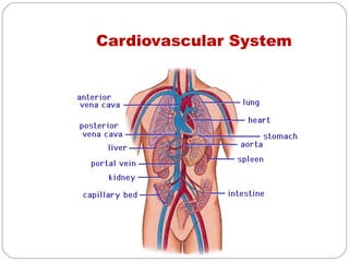 Cardiovascular System
 
