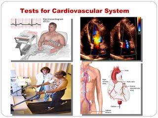 Tests for Cardiovascular System
 