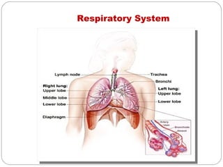 Respiratory System
 