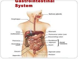 Gastrointestinal
System
 