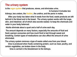 The urinary system
is the organ system that produces, stores, and eliminates urine.
                                                      In humans it includes two
kidneys, two ureters, the bladder, the urethra, and the penis in males.
    After your body has taken what it needs from the food, waste products are left
behind in the blood and in the bowel. The urinary system works with the lungs,
skin, and intestines -all of which also excrete wastes- to keep the chemicals and
water in your body balanced.
 Adults eliminate about a quart and a half of urine each day.
 The amount depends on many factors, especially the amounts of fluid and
food a person consumes and how much fluid is lost through sweat and
breathing. Certain types of medications can also affect the amount of urine
eliminated.
The urinary system removes a type of waste called urea from your blood.
    Urea is produced when foods containing protein, such as meat, poultry, and
certain vegetables, are broken down in the body.
      Urea is carried in the bloodstream to the kidneys.
 