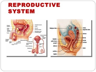 REPRODUCTIVE
SYSTEM
 