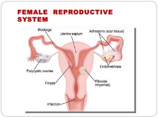 FEMALE REPRODUCTIVE
SYSTEM
 