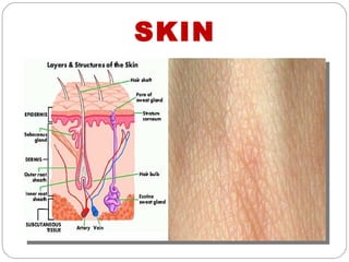 SKIN
 