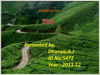 Plantation crop
Presented by,
Dhanya.A.J
ID No:5472
Year : 2011-12
 
