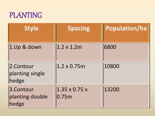 PLANTING
Style Spacing Population/ha
1.Up & down 1.2 x 1.2m 6800
2.Contour
planting single
hedge
1.2 x 0.75m 10800
3.Contour
planting double
hedge
1.35 x 0.75 x
0.75m
13200
 