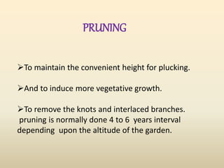 To maintain the convenient height for plucking.
And to induce more vegetative growth.
To remove the knots and interlaced branches.
pruning is normally done 4 to 6 years interval
depending upon the altitude of the garden.
PRUNING
 