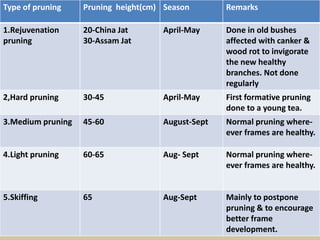Type of pruning Pruning height(cm) Season Remarks
1.Rejuvenation
pruning
20-China Jat
30-Assam Jat
April-May Done in old bushes
affected with canker &
wood rot to invigorate
the new healthy
branches. Not done
regularly
2,Hard pruning 30-45 April-May First formative pruning
done to a young tea.
3.Medium pruning 45-60 August-Sept Normal pruning where-
ever frames are healthy.
4.Light pruning 60-65 Aug- Sept Normal pruning where-
ever frames are healthy.
5.Skiffing 65 Aug-Sept Mainly to postpone
pruning & to encourage
better frame
development.
 