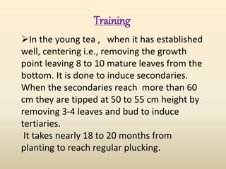In the young tea , when it has established
well, centering i.e., removing the growth
point leaving 8 to 10 mature leaves from the
bottom. It is done to induce secondaries.
When the secondaries reach more than 60
cm they are tipped at 50 to 55 cm height by
removing 3-4 leaves and bud to induce
tertiaries.
It takes nearly 18 to 20 months from
planting to reach regular plucking.
Training
 