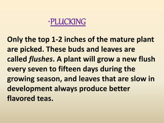•PLUCKING
Only the top 1-2 inches of the mature plant
are picked. These buds and leaves are
called flushes. A plant will grow a new flush
every seven to fifteen days during the
growing season, and leaves that are slow in
development always produce better
flavored teas.
 