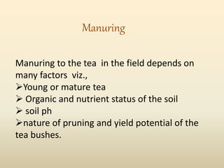 Manuring to the tea in the field depends on
many factors viz.,
Young or mature tea
 Organic and nutrient status of the soil
 soil ph
nature of pruning and yield potential of the
tea bushes.
Manuring
 