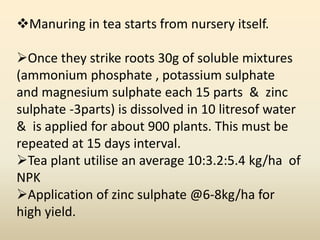 Manuring in tea starts from nursery itself.
Once they strike roots 30g of soluble mixtures
(ammonium phosphate , potassium sulphate
and magnesium sulphate each 15 parts & zinc
sulphate -3parts) is dissolved in 10 litresof water
& is applied for about 900 plants. This must be
repeated at 15 days interval.
Tea plant utilise an average 10:3.2:5.4 kg/ha of
NPK
Application of zinc sulphate @6-8kg/ha for
high yield.
 