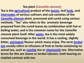 Tea plant (Camellia sinensis)
Tea is the agricultural product of the leaves, leaf buds, and
internodes of various cultivars and sub-varieties of the
Camellia sinensis plant, processed and cured using various
methods. "Tea" also refers to the aromatic beverage
prepared from the cured leaves by combination with hot or
boiling water, and is the common name for the Camellia
sinensis plant itself. After water, tea is the most widely
consumed beverage in the world. It has a cooling, slightly
bitter, astringent flavour which many enjoy. The term herbal
tea usually refers to infusions of fruit or herbs containing no
actual tea, such as rosehip tea or chamomile tea. Alternative
terms for this are tisane or herbal infusion, both bearing an
implied contrast with tea.
 