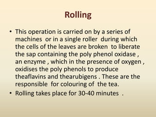 Rolling
• This operation is carried on by a series of
machines or in a single roller during which
the cells of the leaves are broken to liberate
the sap containing the poly phenol oxidase ,
an enzyme , which in the presence of oxygen ,
oxidises the poly phenols to produce
theaflavins and thearubigens . These are the
responsible for colouring of the tea.
• Rolling takes place for 30-40 minutes .
 