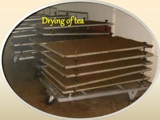 Drying of tea
 